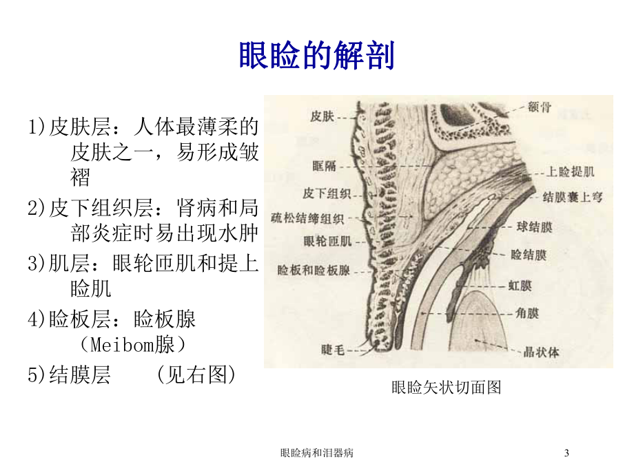 眼睑病和泪器病培训课件.ppt_第3页