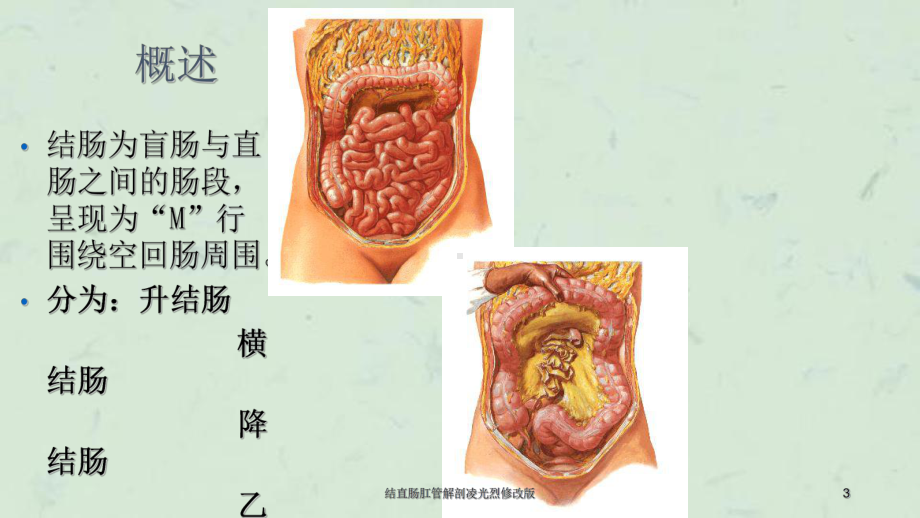 结直肠肛管解剖凌光烈修改版课件.ppt_第3页