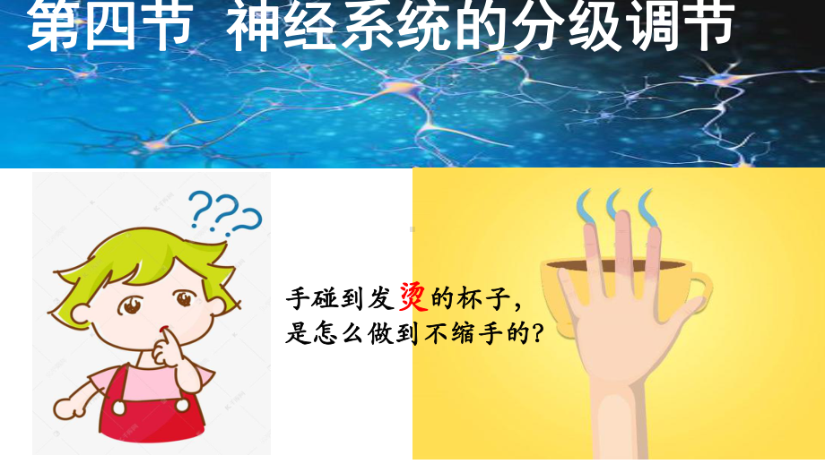 (新教材)神经系统的分级调节公开课课件人教版1.pptx_第1页