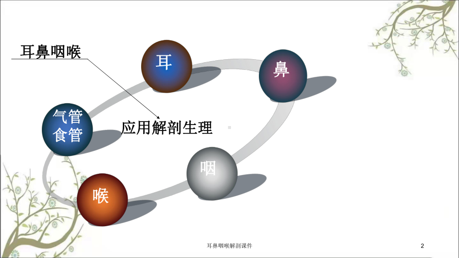 耳鼻咽喉解剖课件.ppt_第2页