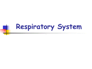 respiratorysystem呼吸系统课件.ppt