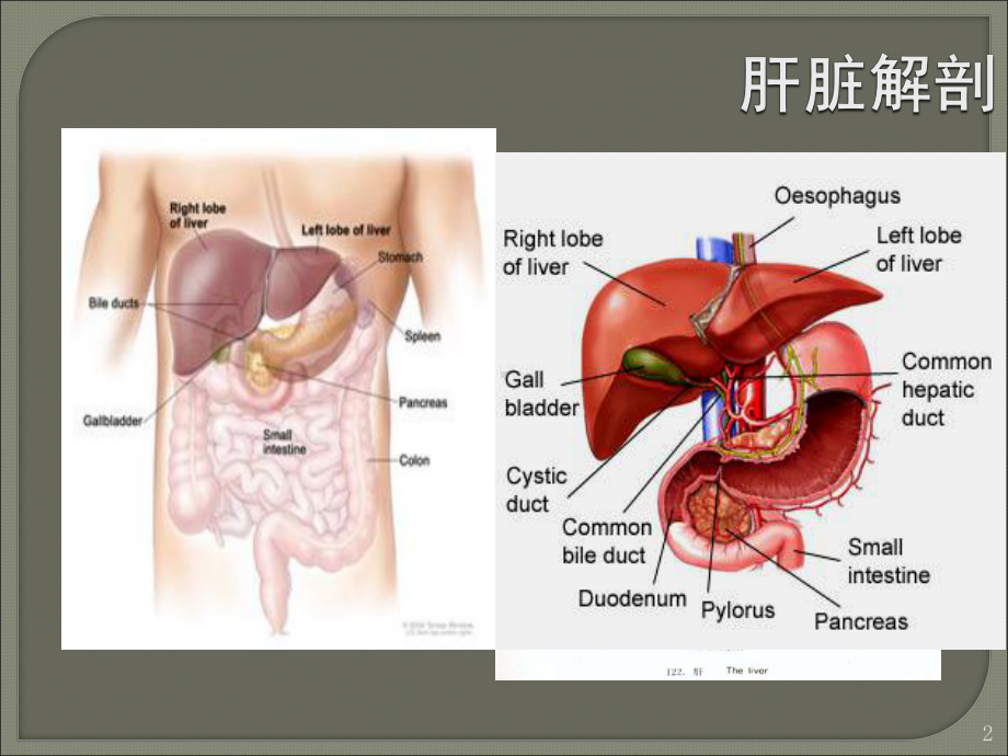 肝脏与肝炎课件.ppt_第2页