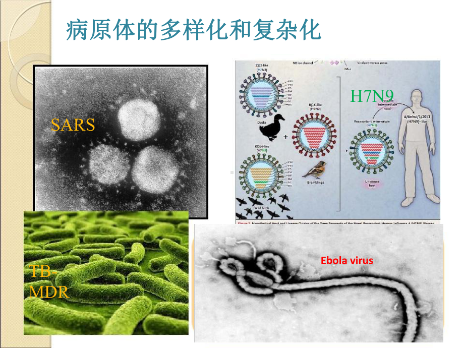 细菌耐药监测在临床诊断中的作用教学课件.ppt_第3页