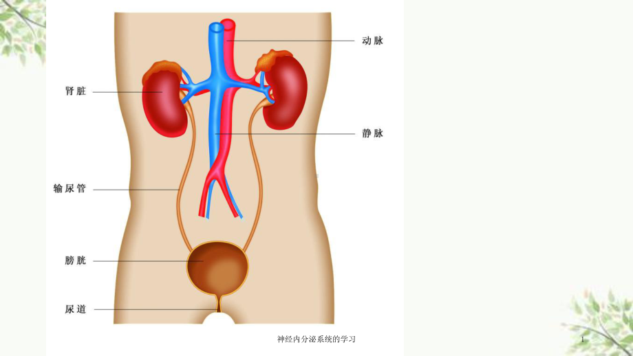 神经内分泌系统的学习课件.ppt_第1页