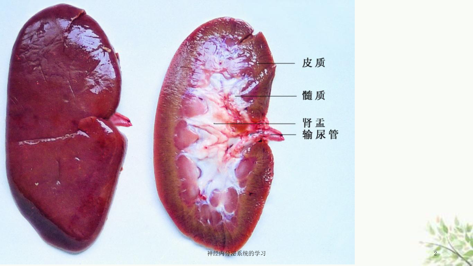 神经内分泌系统的学习课件.ppt_第2页