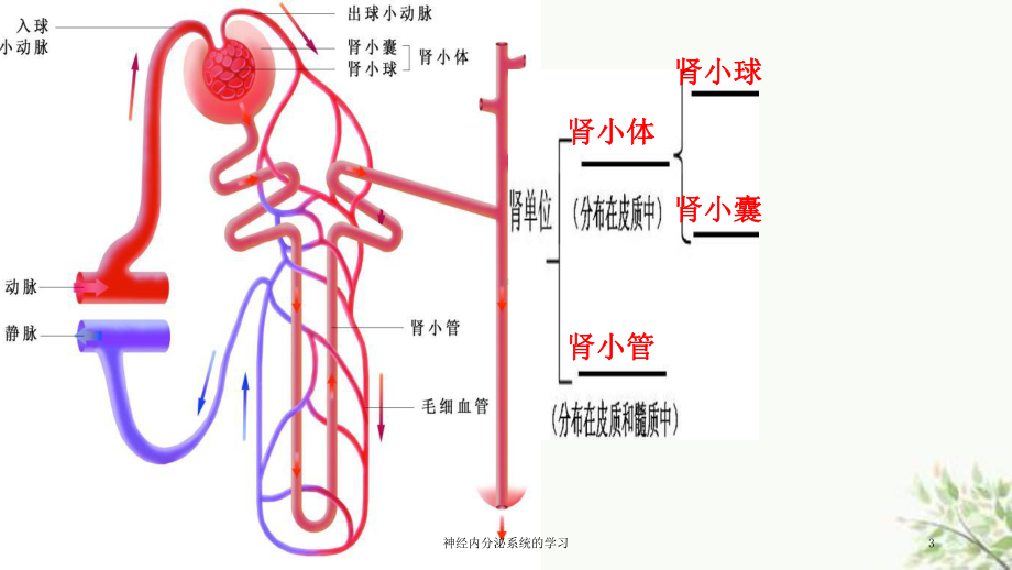 神经内分泌系统的学习课件.ppt_第3页