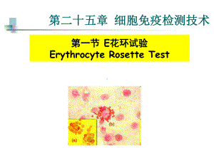 14-2细胞免疫检测技术课件.ppt