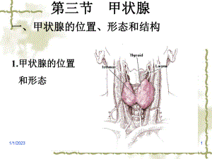 七章-内分泌2课件.ppt