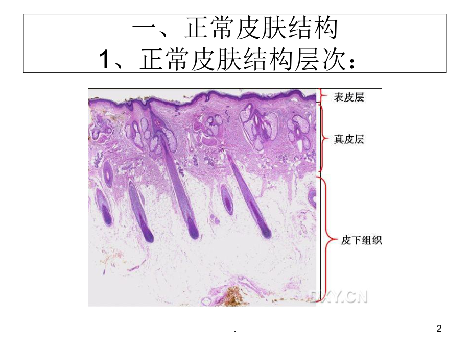 皮肤病理知识学习整理医学课件.ppt_第2页