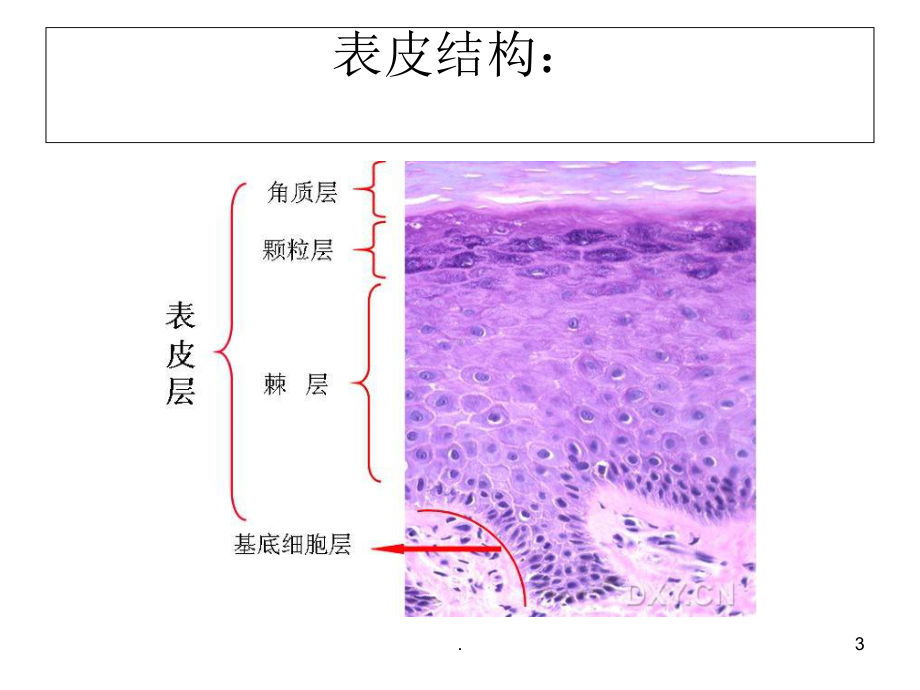 皮肤病理知识学习整理医学课件.ppt_第3页