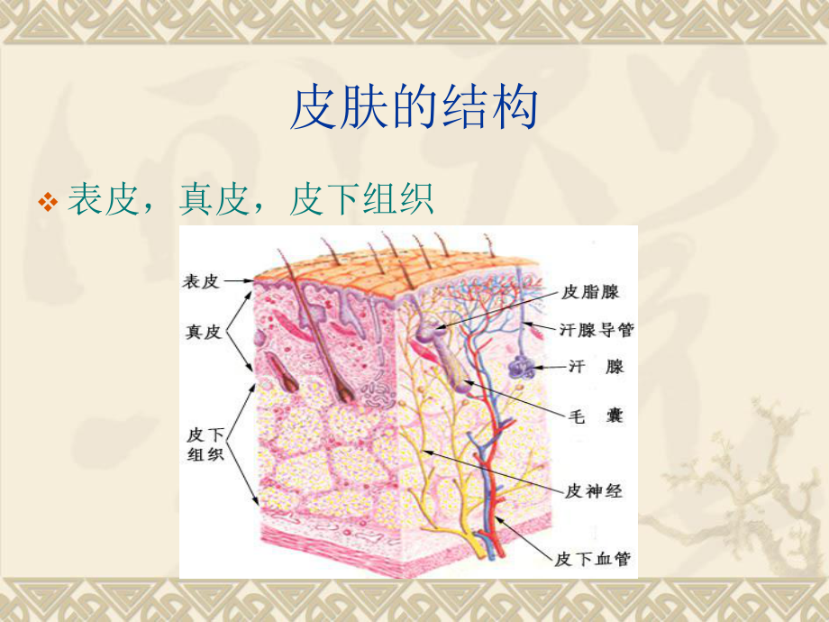 皮肤生理学课件.ppt_第3页