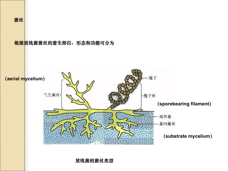 第章-放线菌支原体立克次体衣原体课件.ppt_第3页