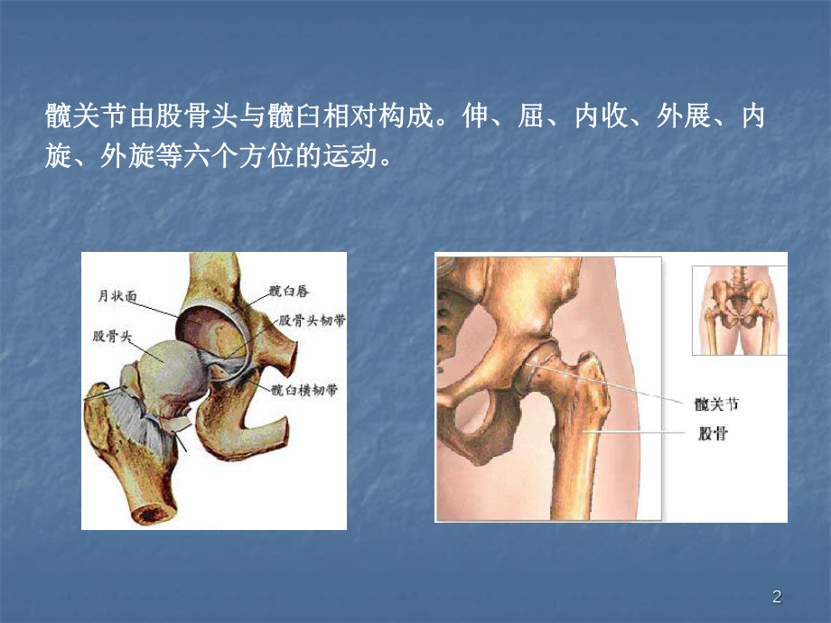 老年人髋关节术后康复锻练课件.ppt_第2页