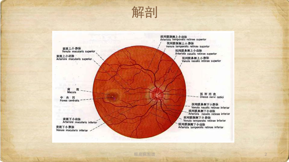 眼底病图谱课件.pptx_第2页