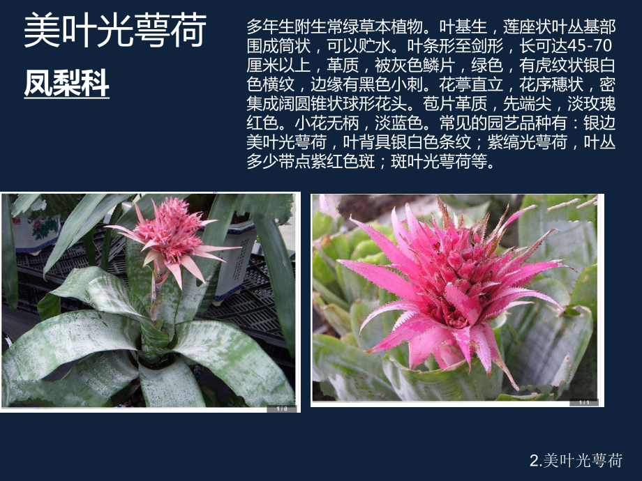 100种常见花卉分析课件.ppt_第3页