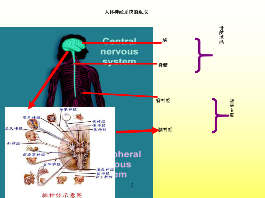 第三篇第六章神经系统解剖生理课件.ppt_第3页