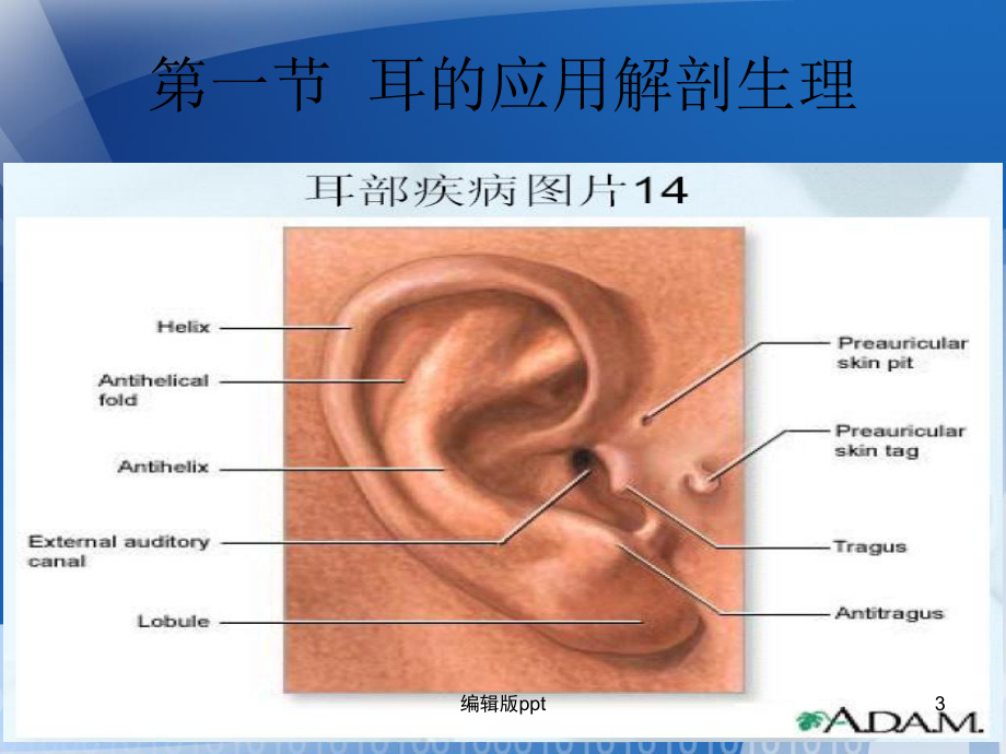 耳鼻咽喉的应用解剖生理课件-2.ppt_第3页