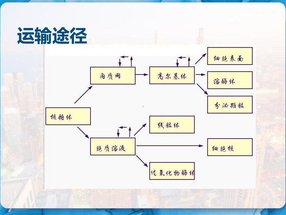 细胞物质运输医学细胞生物学-课件.pptx_第2页