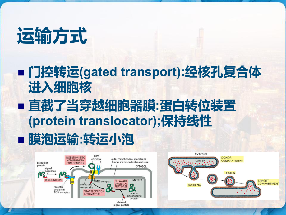 细胞物质运输医学细胞生物学-课件.pptx_第3页