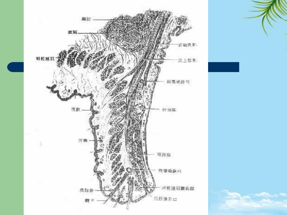 眼睑病泪器病眼表疾病课件.ppt_第3页