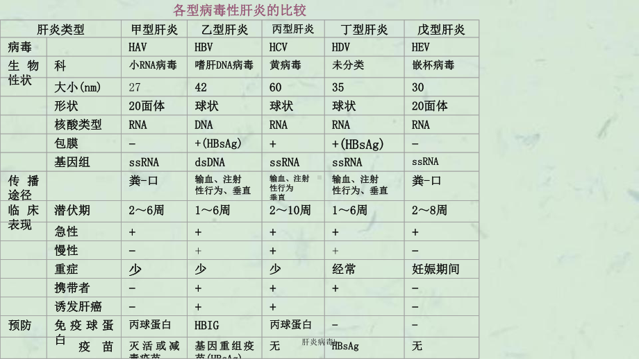 肝炎病毒b课件.ppt_第3页