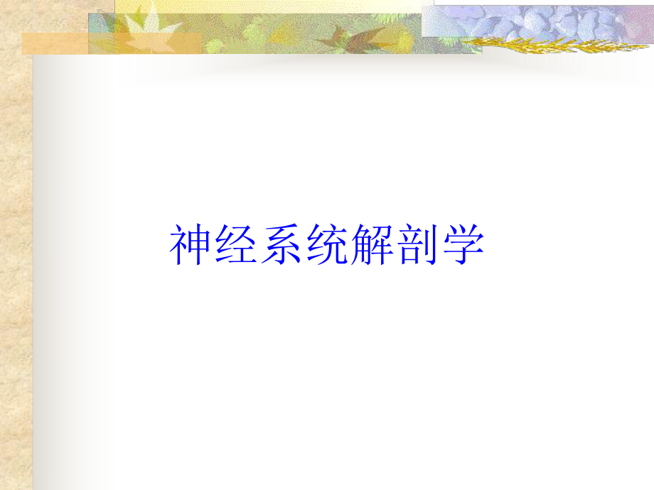 神经系统解剖学培训课件.ppt_第1页