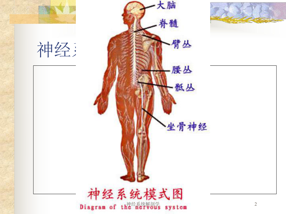 神经系统解剖学培训课件.ppt_第2页