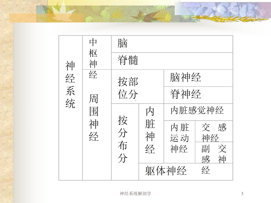 神经系统解剖学培训课件.ppt_第3页