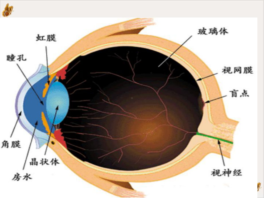 白内障患者护理课件.pptx_第1页