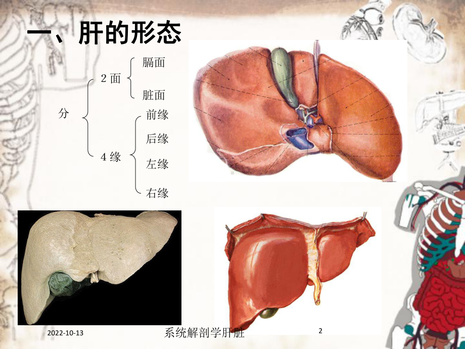 系统解剖学肝脏培训课件.ppt_第2页