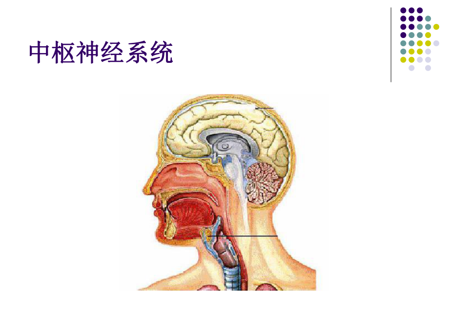 第二章中枢神经系统第一节镇静催眠药课件.pptx_第2页