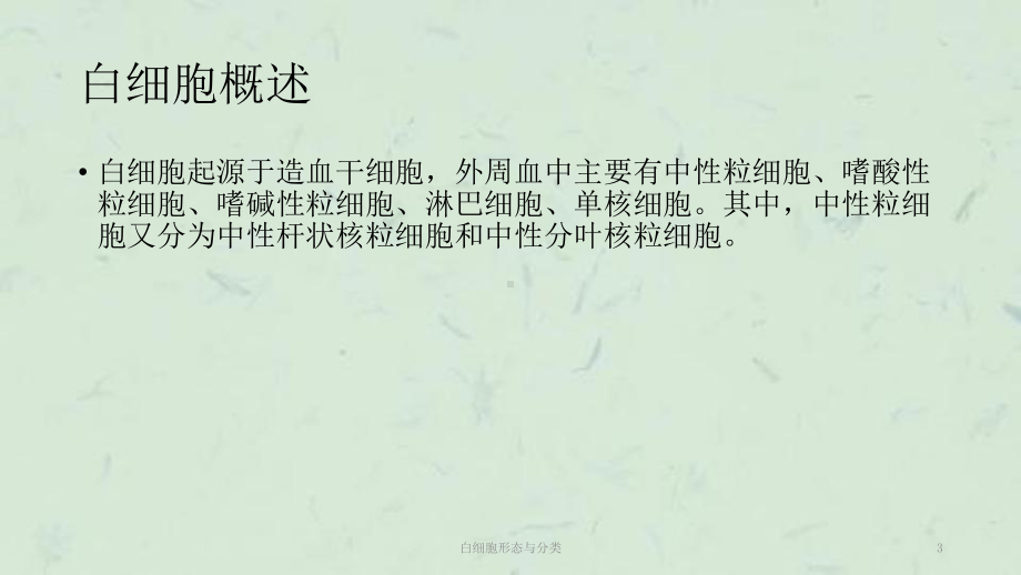 白细胞形态与分类课件.ppt_第3页