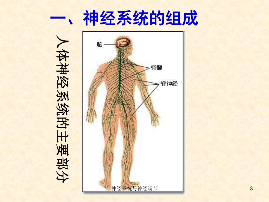 神经系统与神经调节课件.ppt_第3页