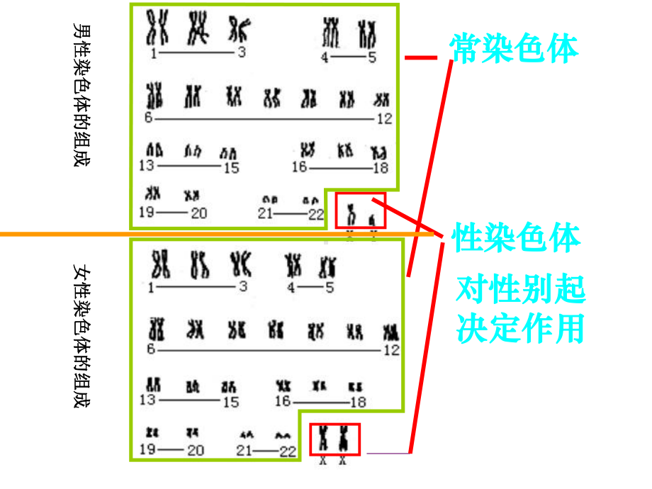 B(轮复习)伴性遗传课件.ppt_第3页