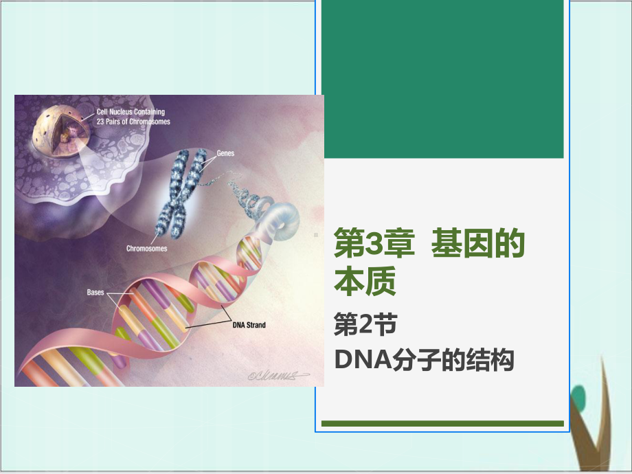 《DNA的结构》公开课课件高生物人教版1.ppt_第1页