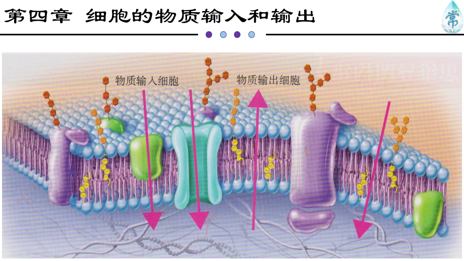 (新教材)被动运输教学课件人教版1.ppt_第1页