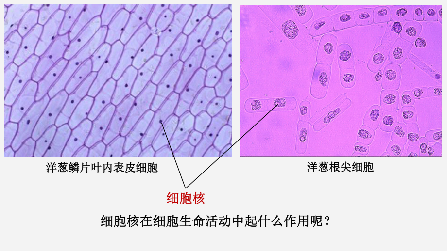 细胞核系统的控制中心课件.pptx_第2页