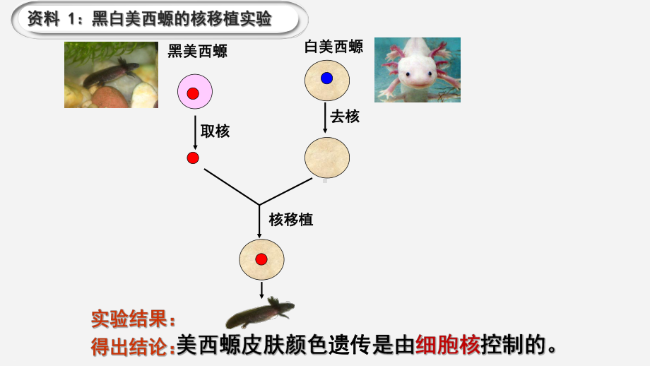 细胞核系统的控制中心课件.pptx_第3页