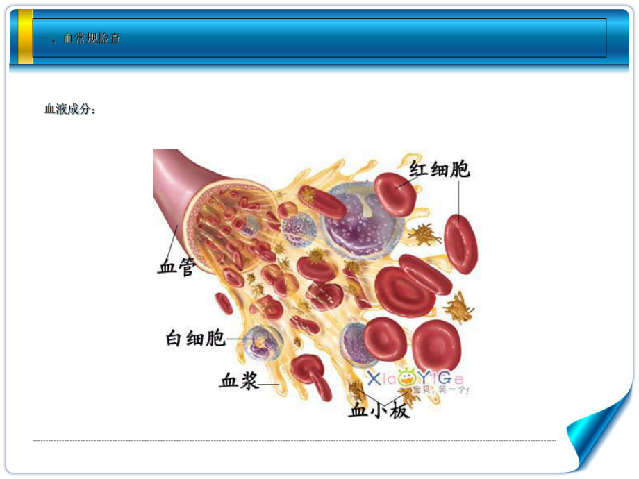 第三章常用医学检查指标及其临床意义课件.ppt_第3页