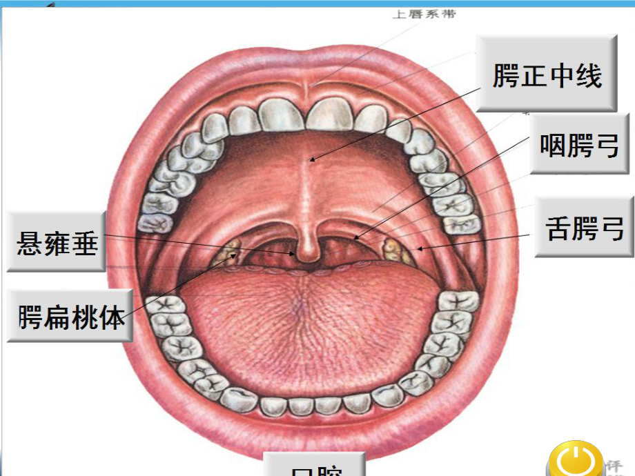 耳鼻喉科慢性扁桃体炎讲课课件.ppt_第3页