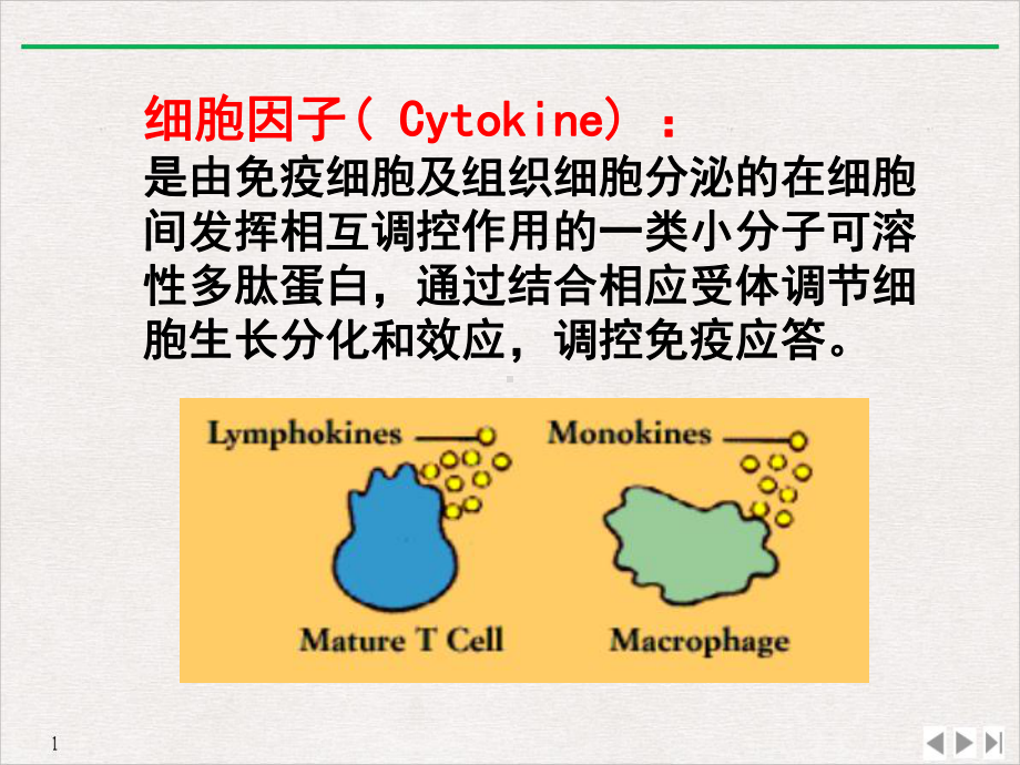 白细胞介素interleukinIL集落刺激因子课件.pptx_第3页