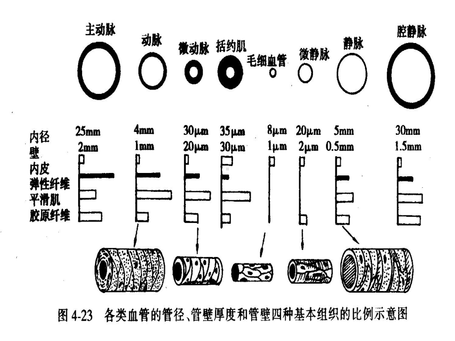 第四章：血液循环(血管生理)课件.ppt_第3页