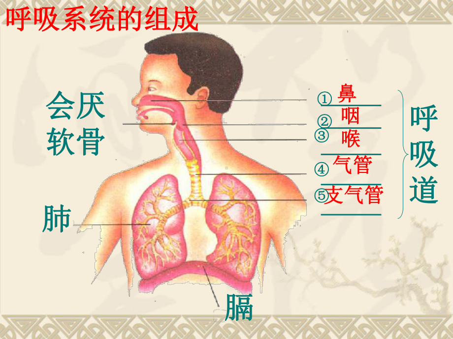 第三章第一节呼吸道对空气的处理课件2.ppt_第3页