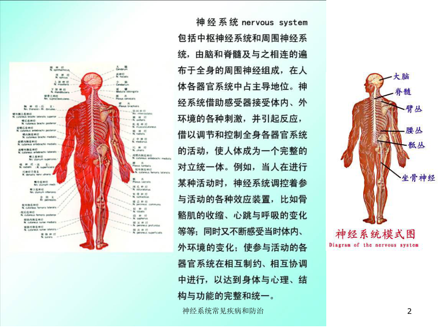 神经系统常见疾病和防治培训课件.ppt_第2页