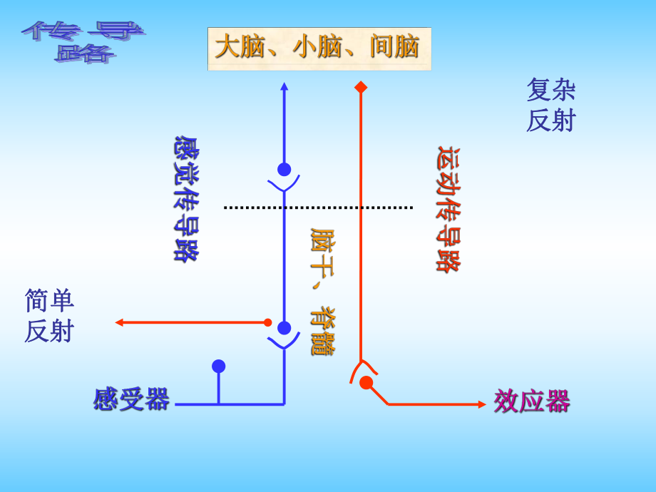 神经系统传导通路课件.pptx_第2页