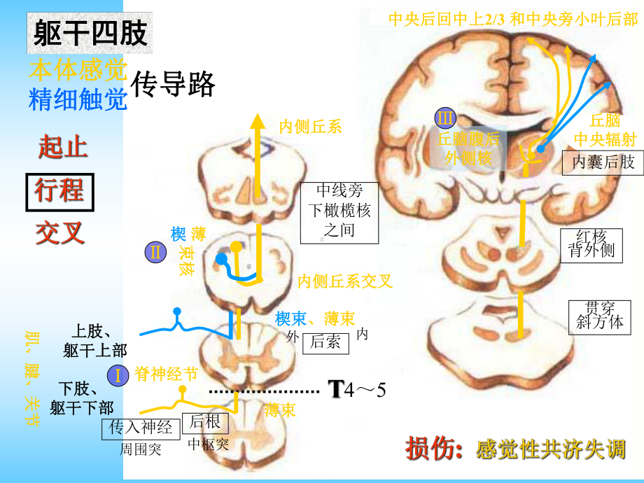 神经系统传导通路课件.pptx_第3页