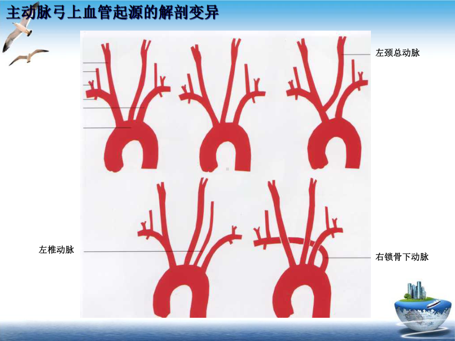 神经血管解剖图培训讲义课件.ppt_第3页