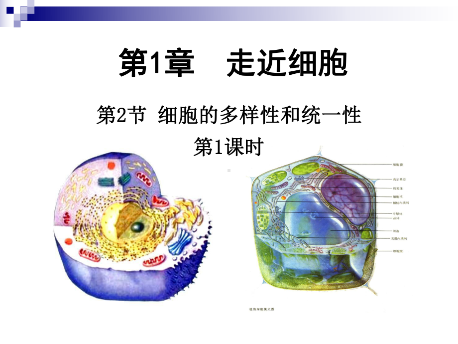 (新教材)高中生物《细胞的多样性和统一性》课件人教版1.ppt_第1页