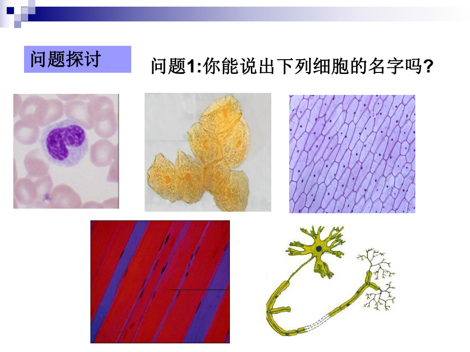 (新教材)高中生物《细胞的多样性和统一性》课件人教版1.ppt_第2页