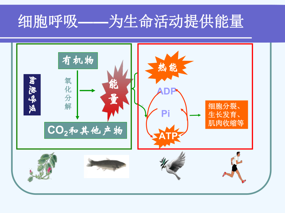 第三篇细胞呼吸(二)课件.ppt_第2页